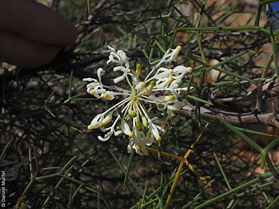 Grevillea anethifolia f Denzel Murfet Pilepudla Reserve